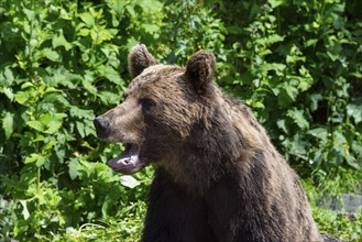 Adult European brown bear (Ursus arctos arctos), Transylvania, Carpathians, Romania, Europe