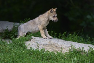 Timber Wolf (Canis lupus), cub, captive, Germany, Europe