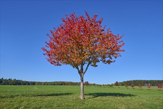 Field landscape, cherry tree, fruit trees, sky, autumn, beeches, Odenwald, Baden-Württemberg,