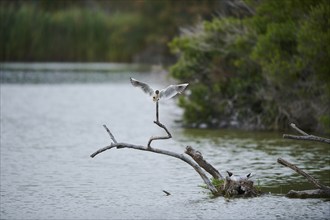 Black-headed gull (Chroicocephalus ridibundus) landing on a wood, Camargue, France, Europe