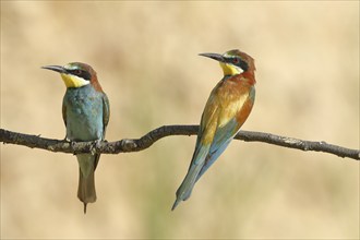 Pair of bee-eaters (Merops apiaster), sitting on a branch and looking in the same direction, front