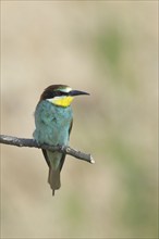 Bee-eater (Merops apiaster) sitting on a branch, front view, Rhineland-Palatinate, Germany, Europe