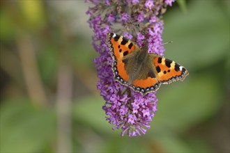 Small tortoiseshell (Aglais urticae), on summer lilac or butterfly-bush (Buddleja davidii), North