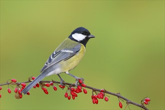 Great tit (Parus major) on green red barberry (Berberis thunbergii) with red berries in autumn,