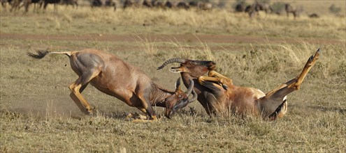 Fight between two Topi lei antelope bulls, Maasai Mara Game Reserve, Kenya, Africa