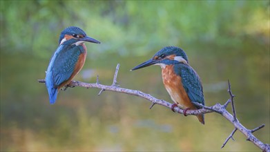 Common kingfisher (Alcedo atthis) two young birds, male, looking out for prey, Middle Elbe