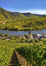 Moselle loop with vineyards and Saint Laurentius Church from the Bremmer Calmont via ferrata,