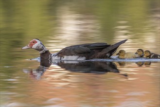 Female Muscovy Duck (Cairina moschata) with her chicks. Bas-Rhin, Collectivite europeenne d'Alsace,