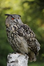 Eurasian eagle-owl (Bubo bubo), captive, North Rhine-Westphalia, Germany, Europe