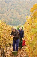 Grape grape harvest in the vineyard, Rote Presse