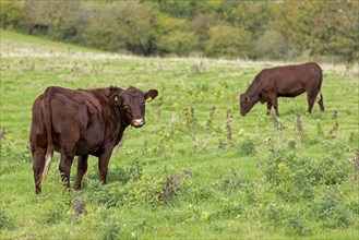 Cattle on a pasture near Upper Beeding, South Downs, West Sussex, England, Great Britain