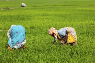 TAMIL NADU, INDIA, FEBRUARY 13, 2014: Unidentified Indian women harvests rice in the paddy field.