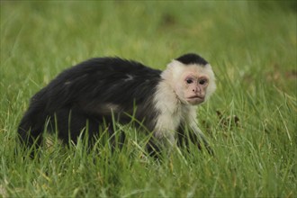 White-headed capuchin (Cebus capucinus), grass, ground, captive