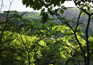 Forest in Sauerland, Germany, Europe