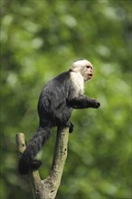 White-headed capuchin (Cebus capucinus), adult, capuchins, capuchin monkey, Cebus, capuchin-like,