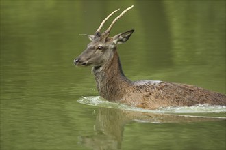 Red deer (Cervus elaphus), water, swimming, captive