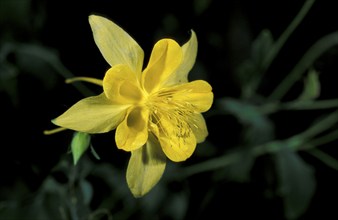 Golden Columbine, Sonora Desert, Arizona, USA (Aquilegia crysanthea), North American Columbine,