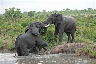 African Elephants (Loxodonta africana), Sabie Sand Game Reserve, South Africa, Africa