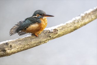 Common kingfisher (Alcedo atthis) preening, Emsland, Lower Saxony, Germany, Europe