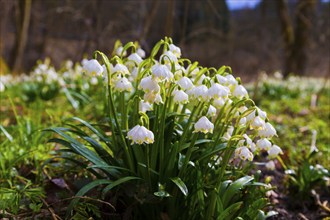 Marchflower blossoms in the Polenz Valley The Marchflower (Leucojum vernum) is in full bloom in the