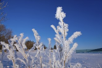 Ice crystals when it is very cold, the moisture in the air settles on the branches of the trees and