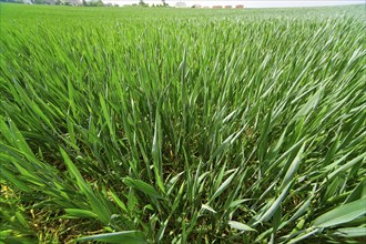 Wheat field in spring