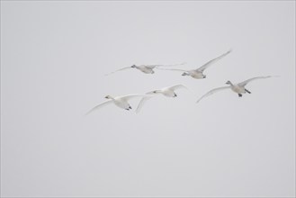 Tundra swans (Cygnus bewickii), Emsland, Lower Saxony, Germany, Europe