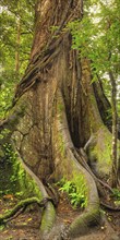 30 metre high kapok silk-cotton tree (Ceiba pentandra) in the rainforest of Arenal National Park,