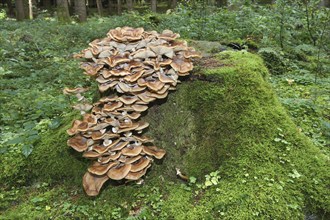 Fungus, Hallimasch (Armillaria gemina) on old tree stump, Allgäu, Bavaria, Germany, Europe