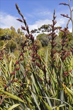 Flax (Phormium tenax), Ship Creek, New Zealand, Oceania