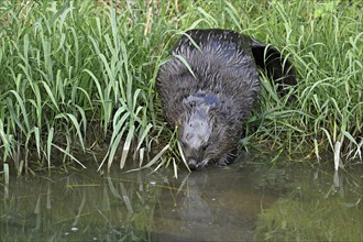 Eurasian beaver, european beaver (Castor fiber), on the river bank entering the water, Freiamt,