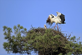 White stork (Ciconia ciconia), approaching eyrie with nesting material, Switzerland, Europe