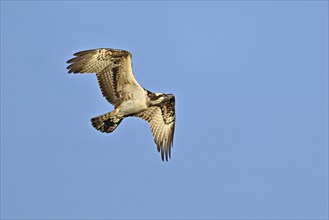 Western osprey (Pandion haliaetus), in flight, Flachsee, Canton Aargau, Switzerland, Europe