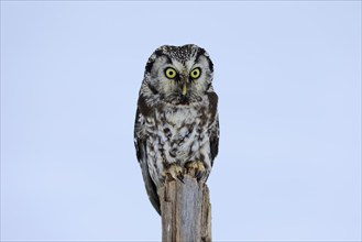 Tengmalm's Owl (Aegolius funereus), Tengmalm's Owl, adult, perch, in the snow, alert, in winter,