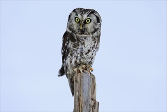 Tengmalm's Owl (Aegolius funereus), Tengmalm's Owl, adult, perch, in the snow, alert, in winter,