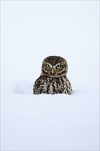 Pygmy Owl (Glaucidium passerinum), adult, in the snow, in winter, portrait, alert, Bohemian Forest,