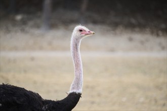 Common ostrich (Struthio camelus) male in the dessert, captive, distribution Africa