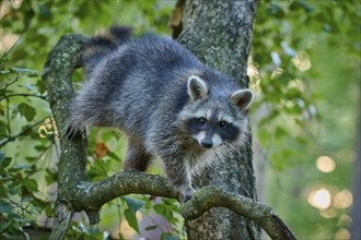 Raccoon (Procyon lotor), climbing curiously on a branch in the forest, Hesse, Germany, Europe