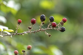 Blackberries (Rubus), Upper Beeding, South Downs, West Sussex, England, Great Britain