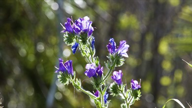 Plantain-leaved viper's bugloss (Echium plantagineum), backlight, close-up, Zingaro, National Park,