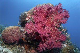 Gorgonian (Euplxaura), red, on small coral block, Great Barrier Reef, UNESCO World Heritage Site,