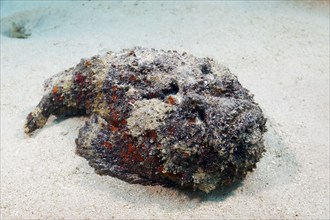 Reef stonefish (Synanceia verrucosa), lies uncamouflaged, open, on sandy bottom, dangerous,