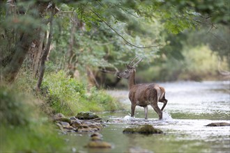 Red deer (Cervus elaphus), young red deer, spit walks through mountain river