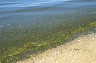 Algae washed up on the beach, Swinoujscie, West Pomeranian Voivodeship, Poland, Europe