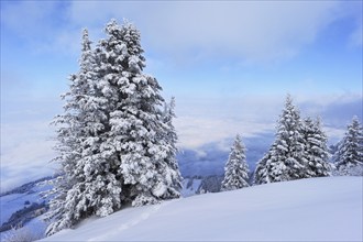 Winter landscape, snow-covered fir trees, Rigi Staffel, Canton Schwyz, Switzerland, Europe