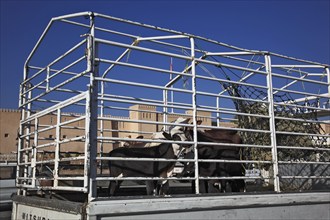 The traditional animal market is now only handled directly from trucks. Nizwa is the centre of the