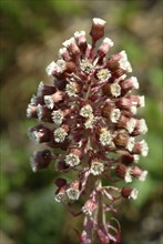 Butterbur (Petasites hybridus), medicinal plant, herb, wild plant, medicinal use