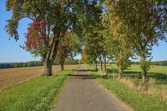 Road, field landscape, pear tree, maple tree, sky, autumn, Amorbach, Odenwald, Bavaria, Germany,