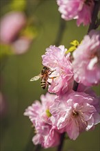 Honey bee (Apis), close-up, Lower Austria, Austria, Europe