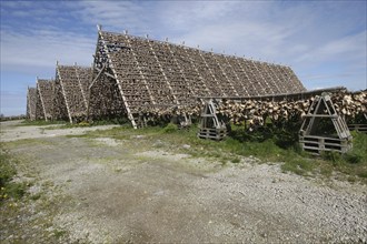 Wooden racks with air-dried atlantic cod (Gadus morhua) Lofoten, Northern Norway, Norway,